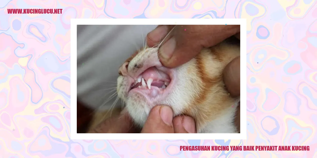 Kucing yang Lucu
