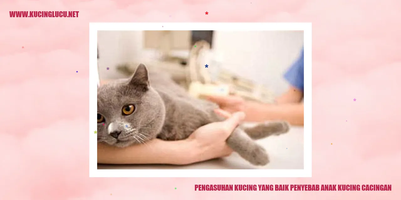 Gambar kucing yang lucu