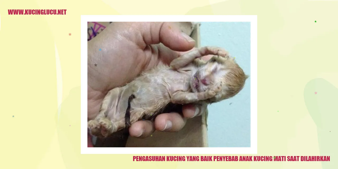 gambar kucing