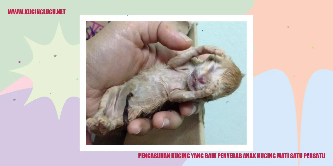 Gambar Kucing