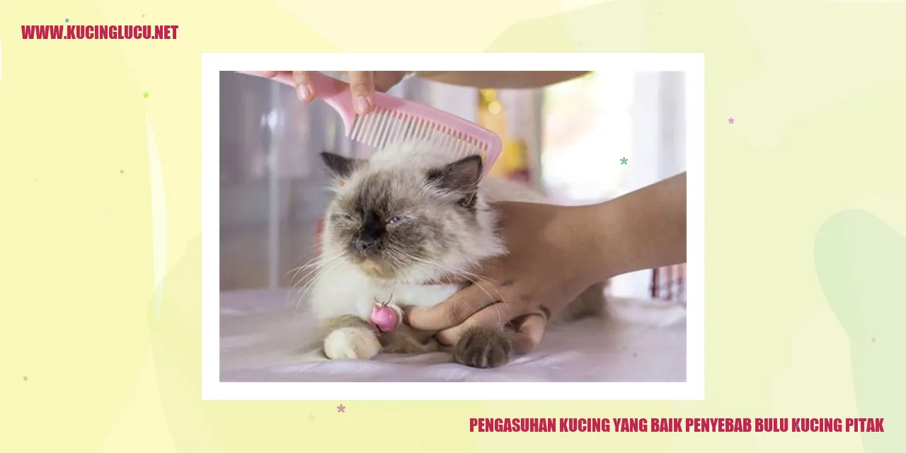 Gambar kucing dengan bulu yang tampak kusut