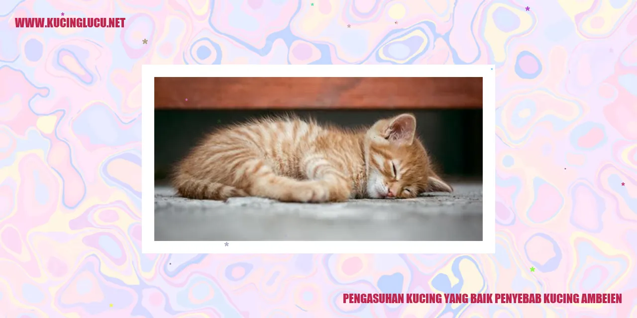 Gambar Kucing Sehat