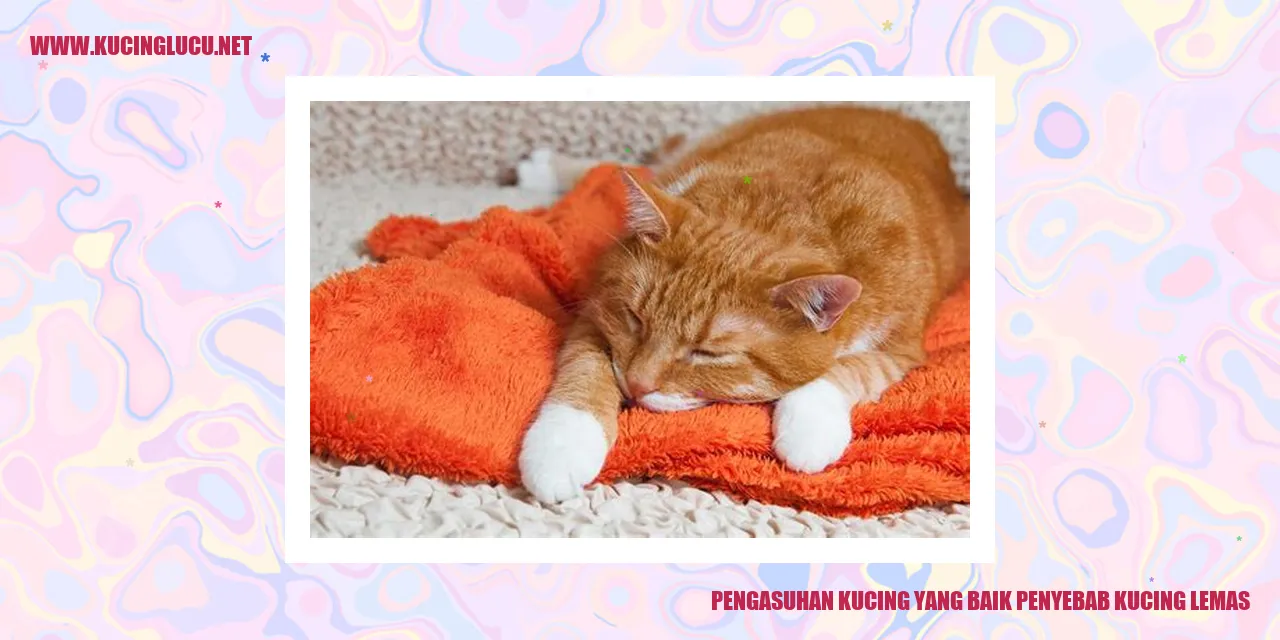 Gambar Kucing Sehat