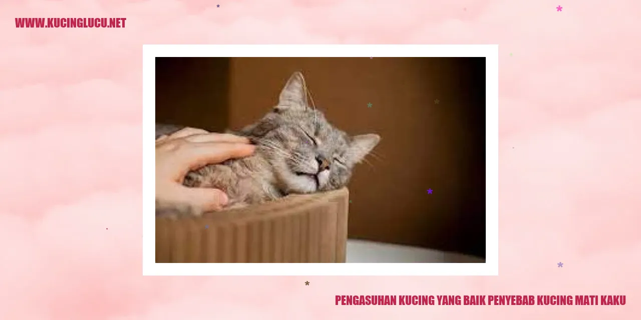 Gambar kucing yang sehat