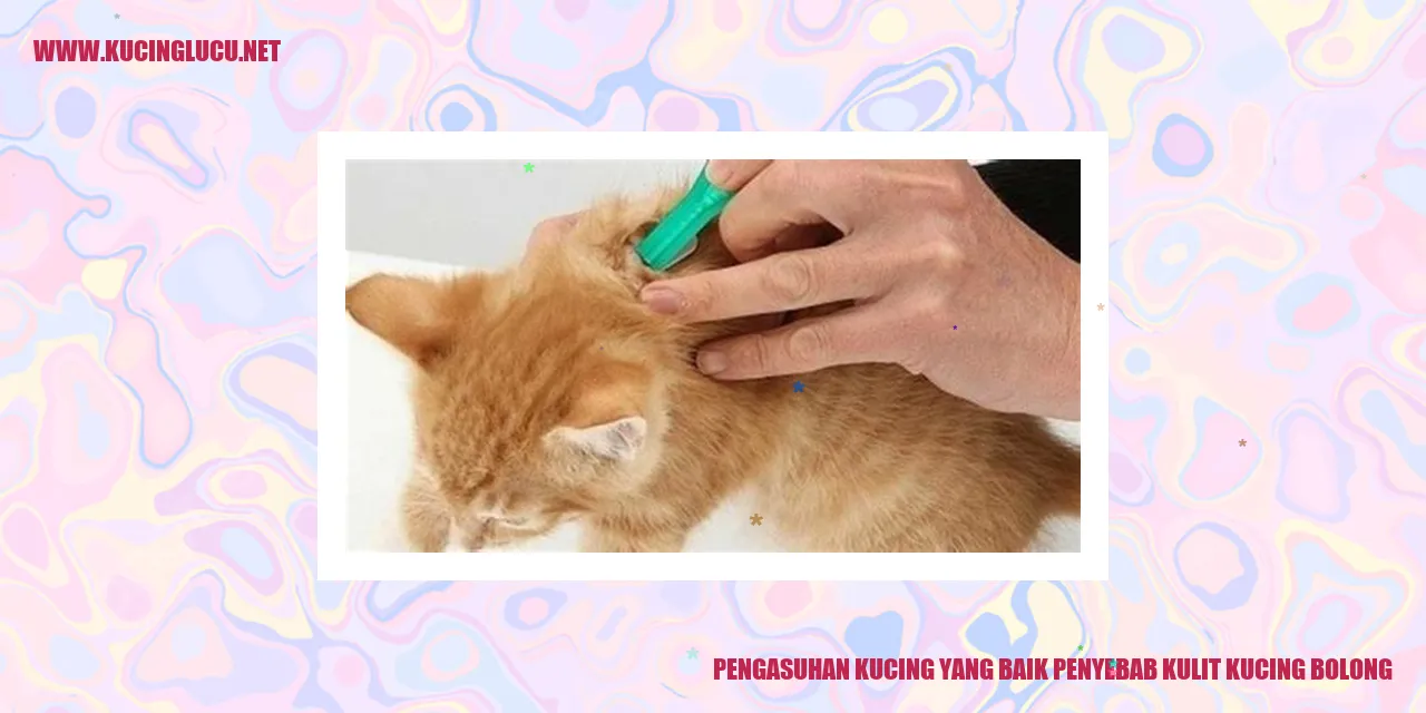 Gambar kucing dengan masalah kulit bolong