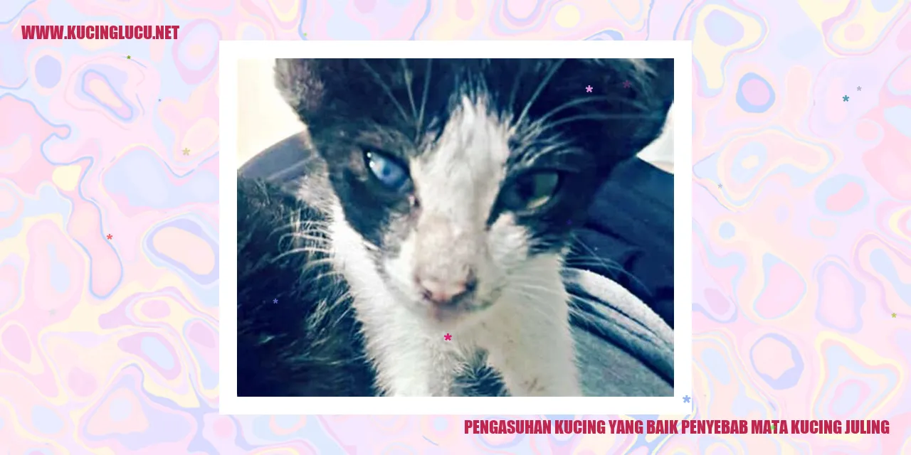 gambar kucing juling