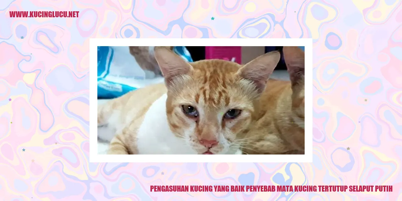 Gambar kucing dengan mata terhalang selaput putih