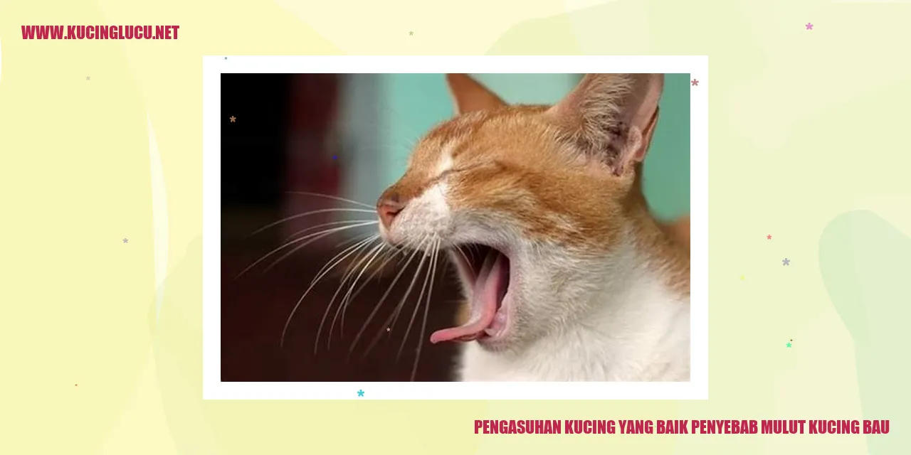 Kucing lucu