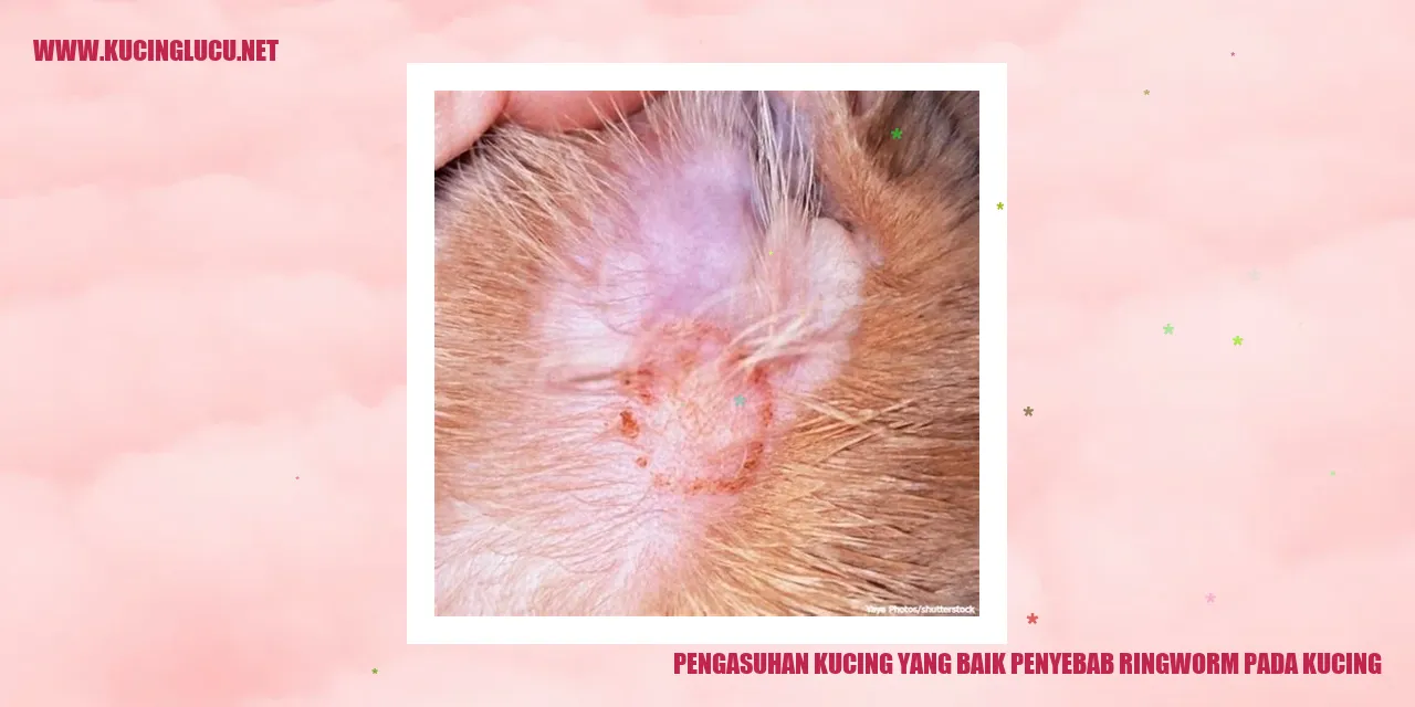 Gambar Kucing yang Sehat
