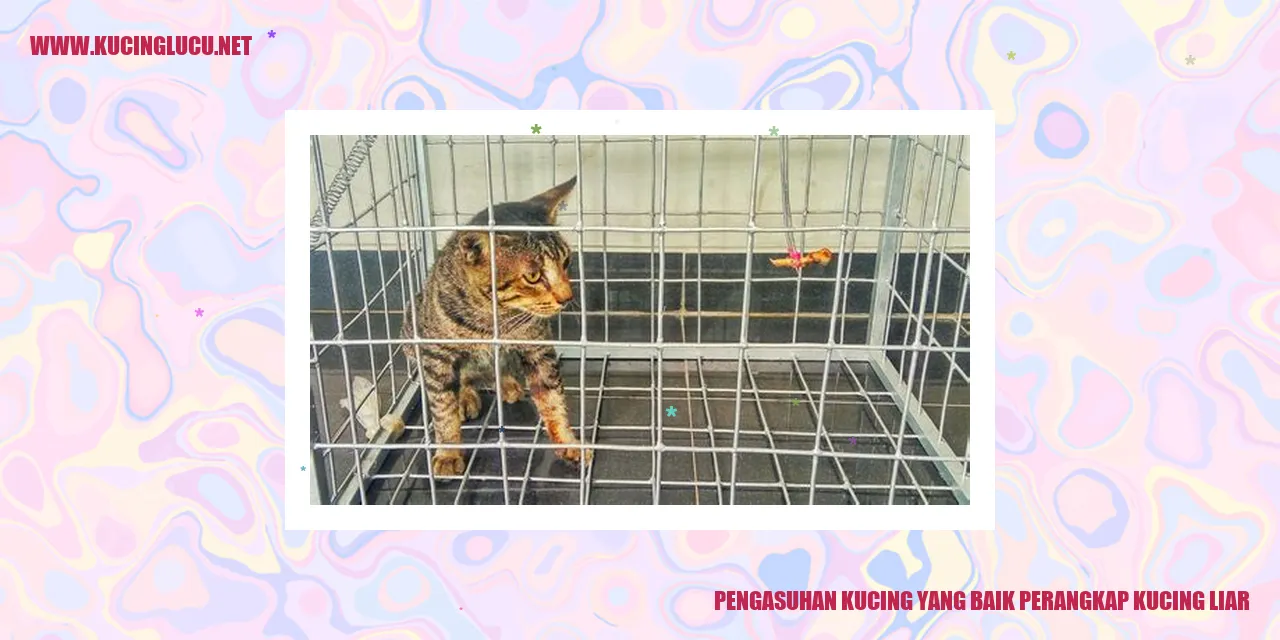 Kucing Liar