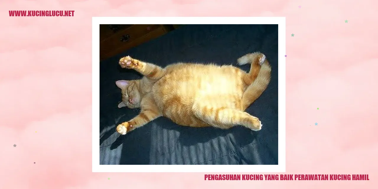 kucing hamil
