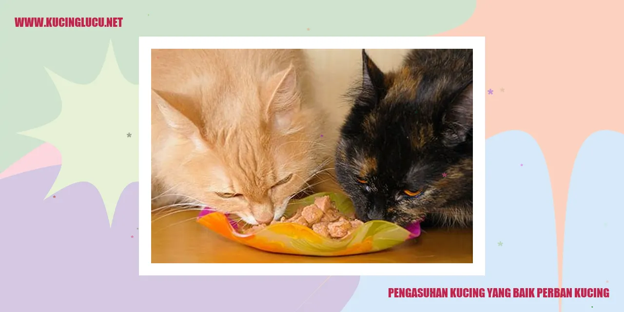 Kucing Lucu