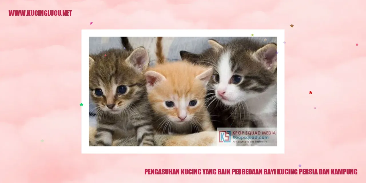 Gambar kucing yang sedang bermain