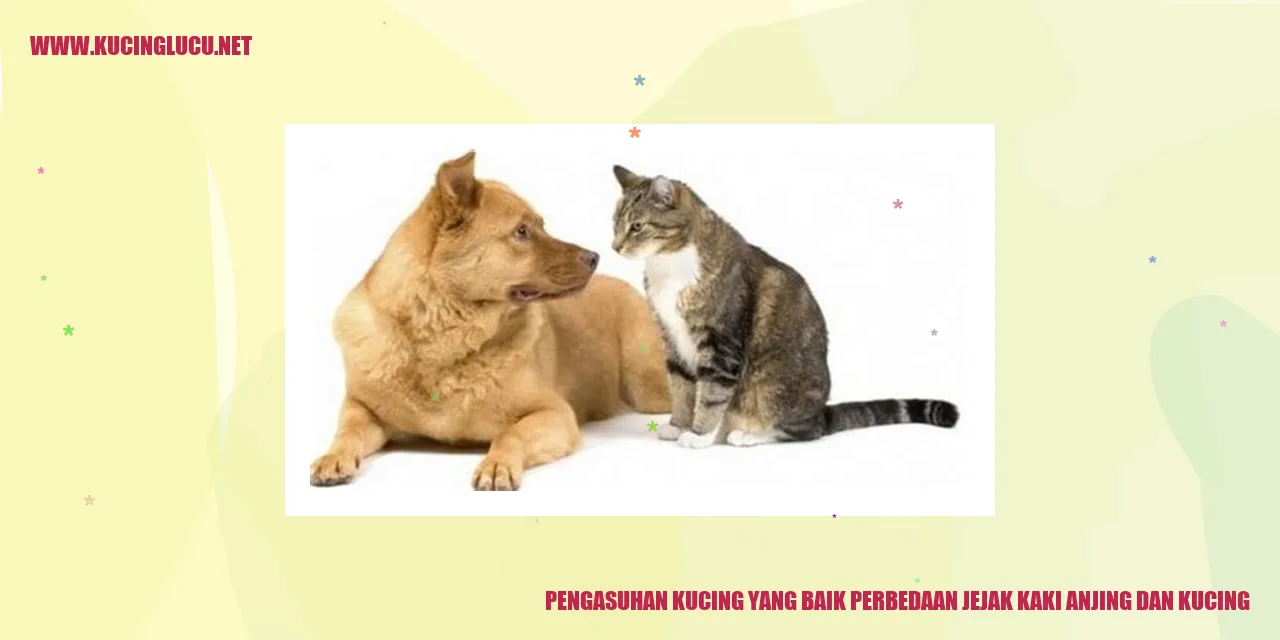 Foto Kucing
