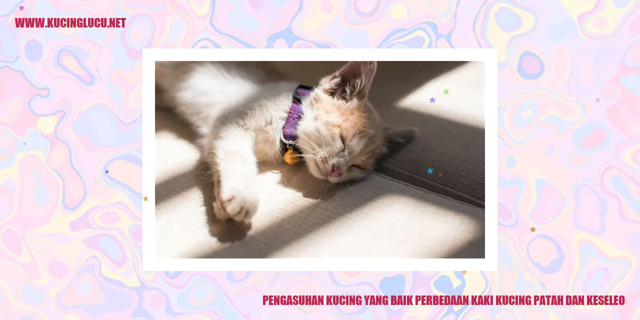 Gambar Kucing yang Menarik
