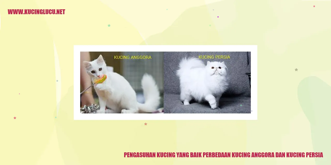 Kucing Anggora dan Kucing Persia