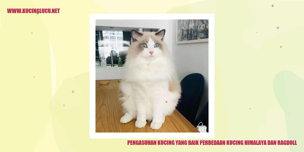 Perbedaan Kucing Himalaya dan Ragdoll