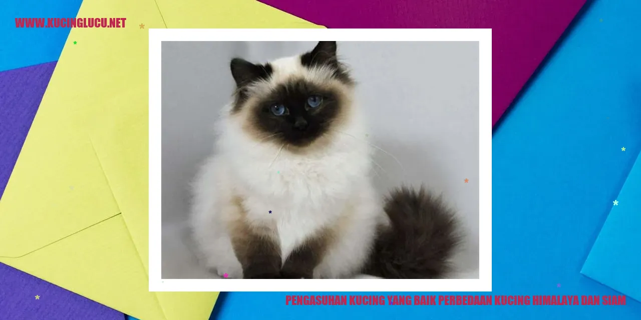 gambar kucing Himalaya dan Siam