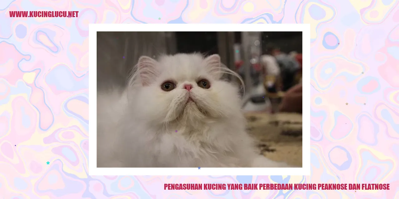 gambar kucing