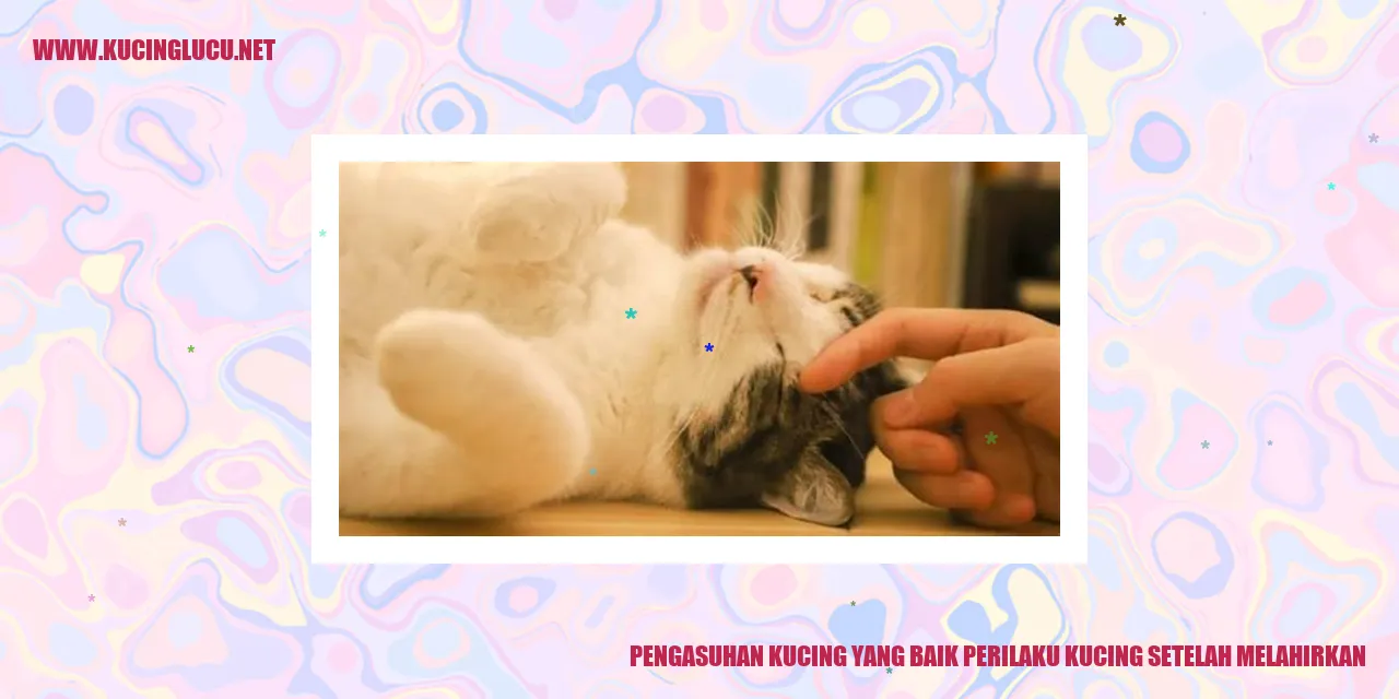 Kucing setelah melahirkan