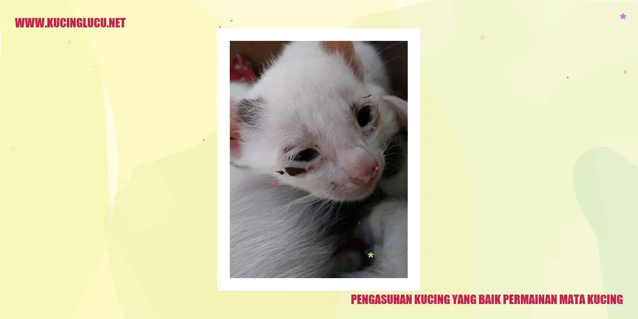 Kucing Bermain-Mata yang Menggemaskan