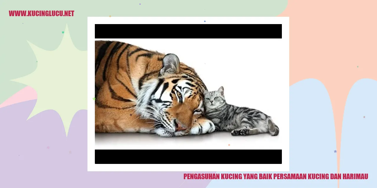 Kucing dan Harimau