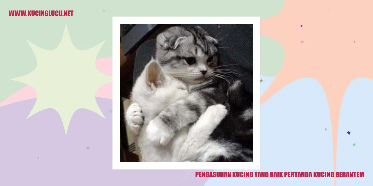 Kucing berantem