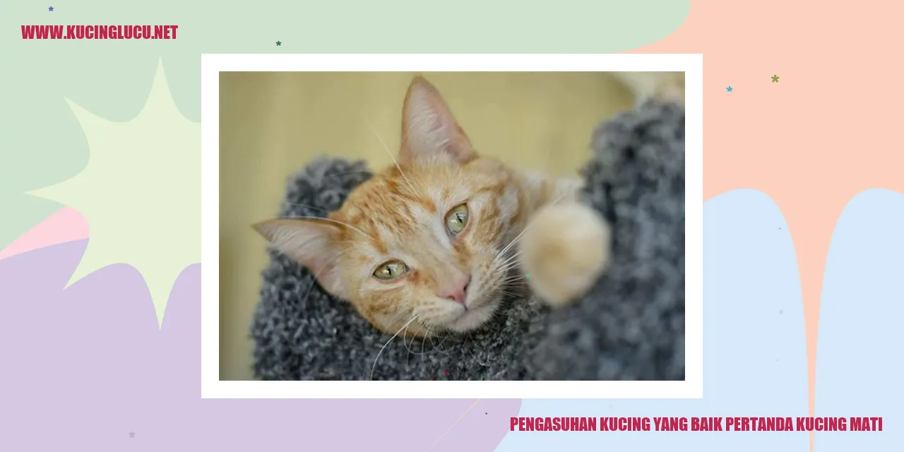 Pentingnya Pengasuhan yang Baik untuk Menjaga Kesehatan Kucing