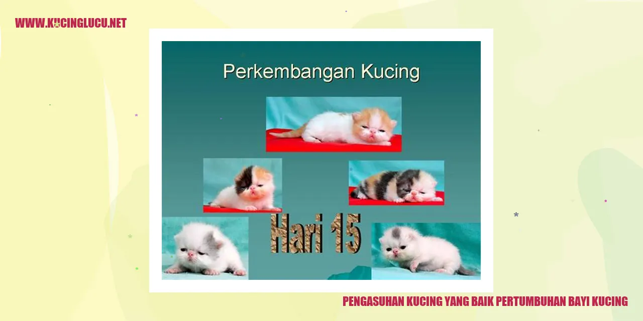 Gambar bayi kucing yang sedang menghisap susu ibunya
