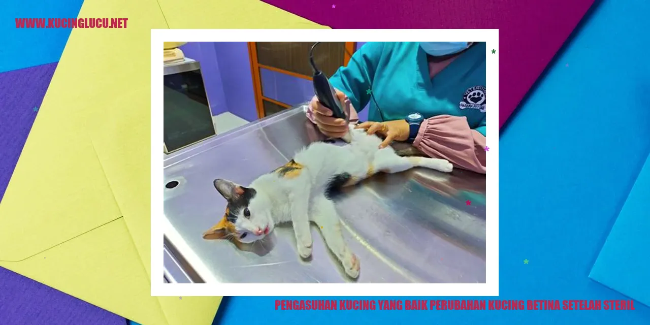 Gambar Kucing Betina