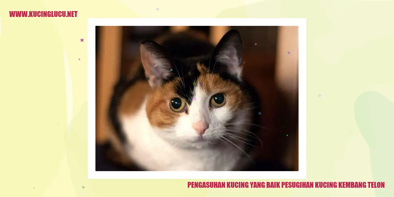 Pengasuhan Kucing yang Baik