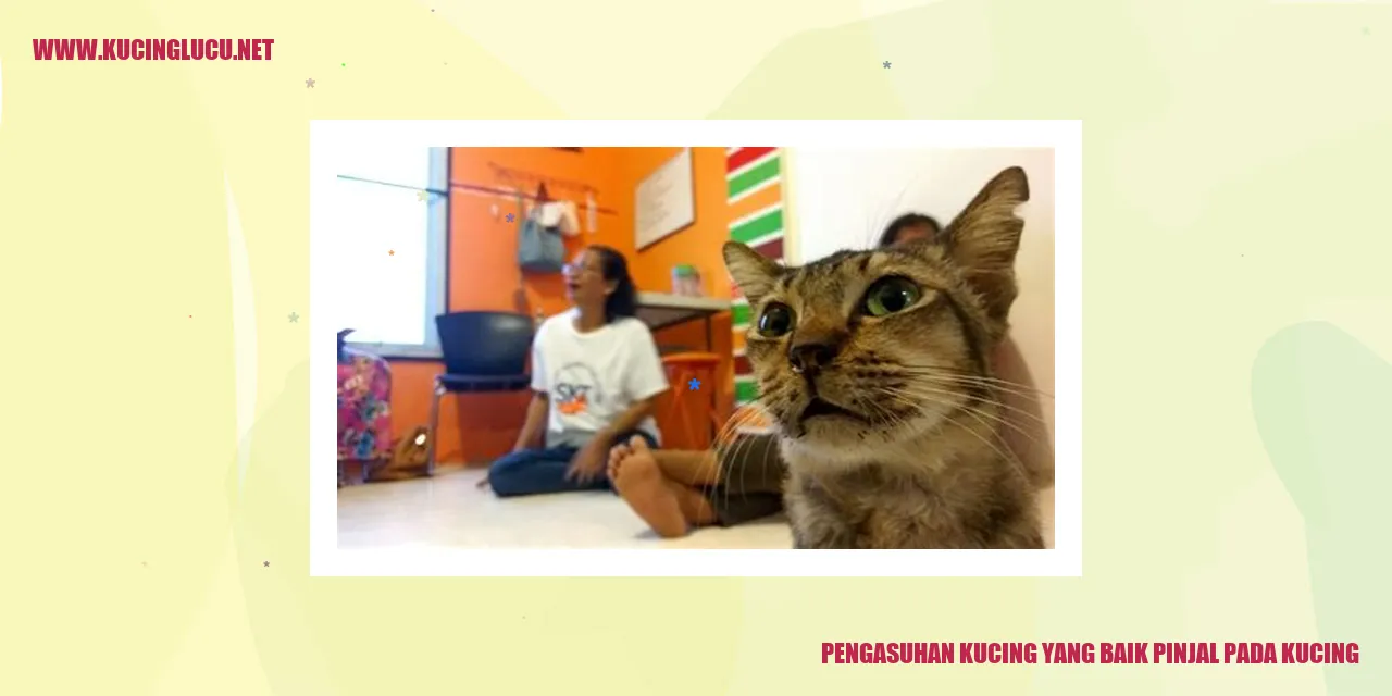 Kucing yang bahagia