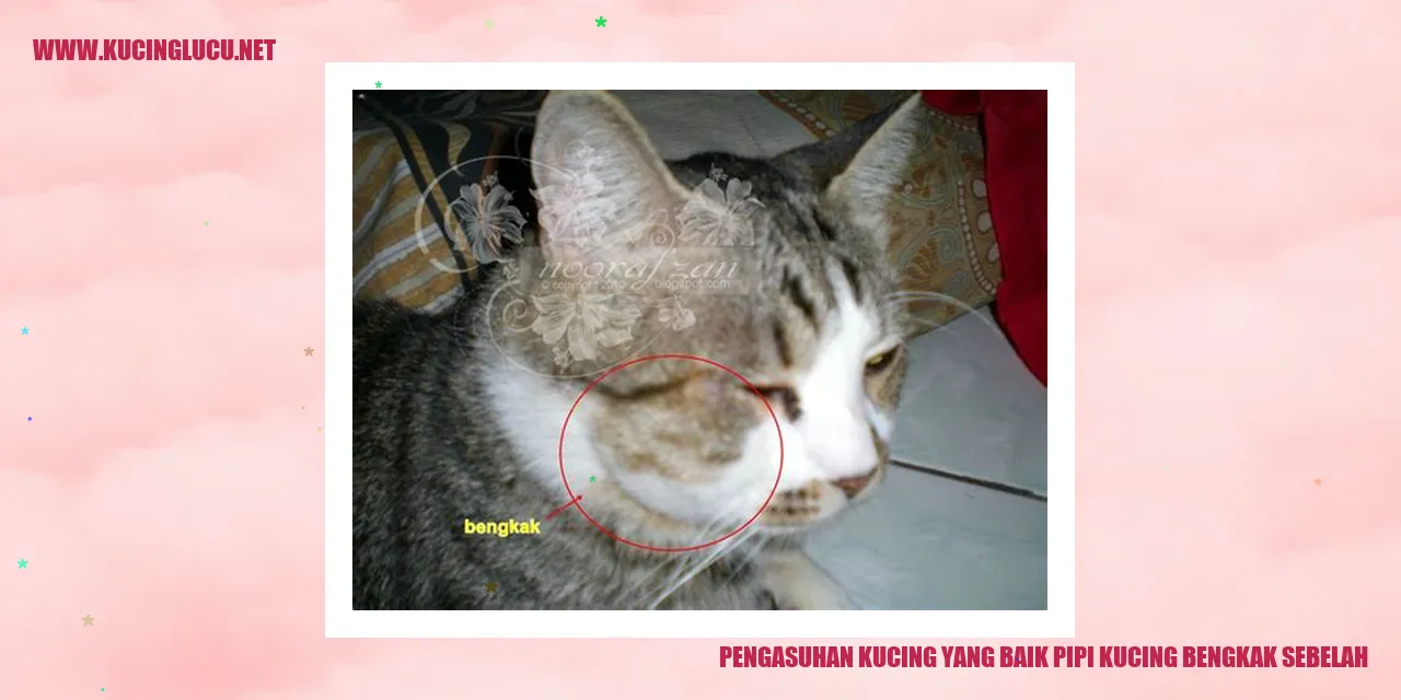Gambar Kucing