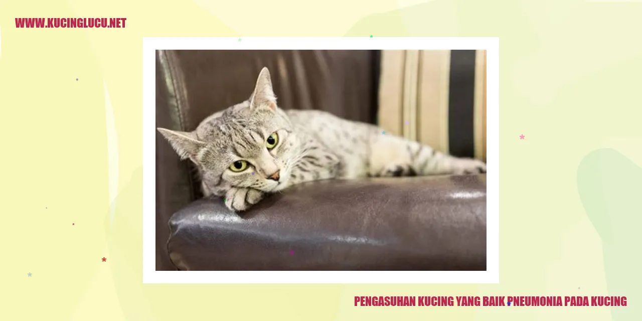 Perawatan yang Baik pada Kucing