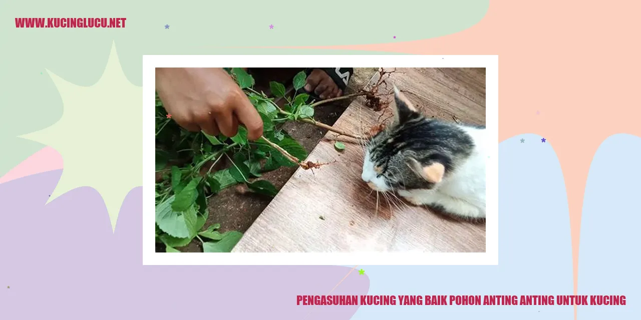 Kucing bermain dengan pohon Anting Anting