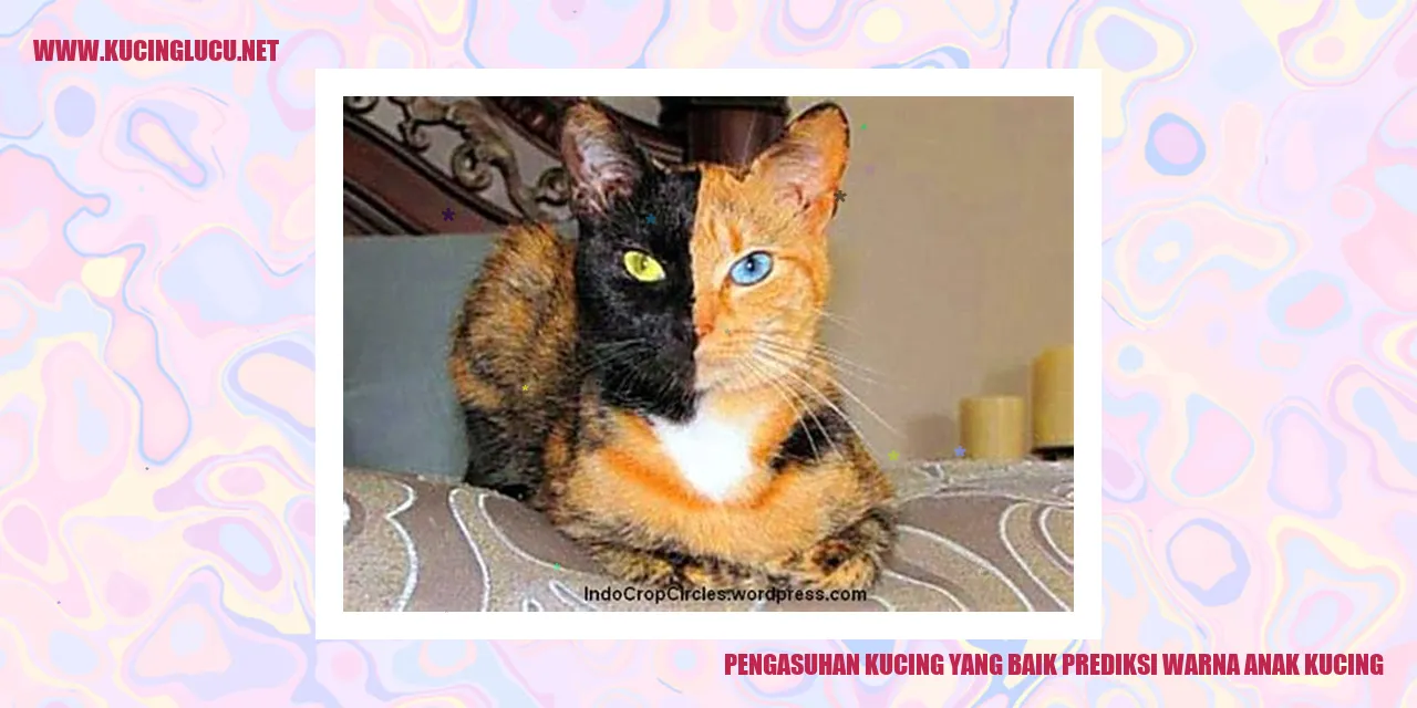 Anak kucing dengan aneka warna