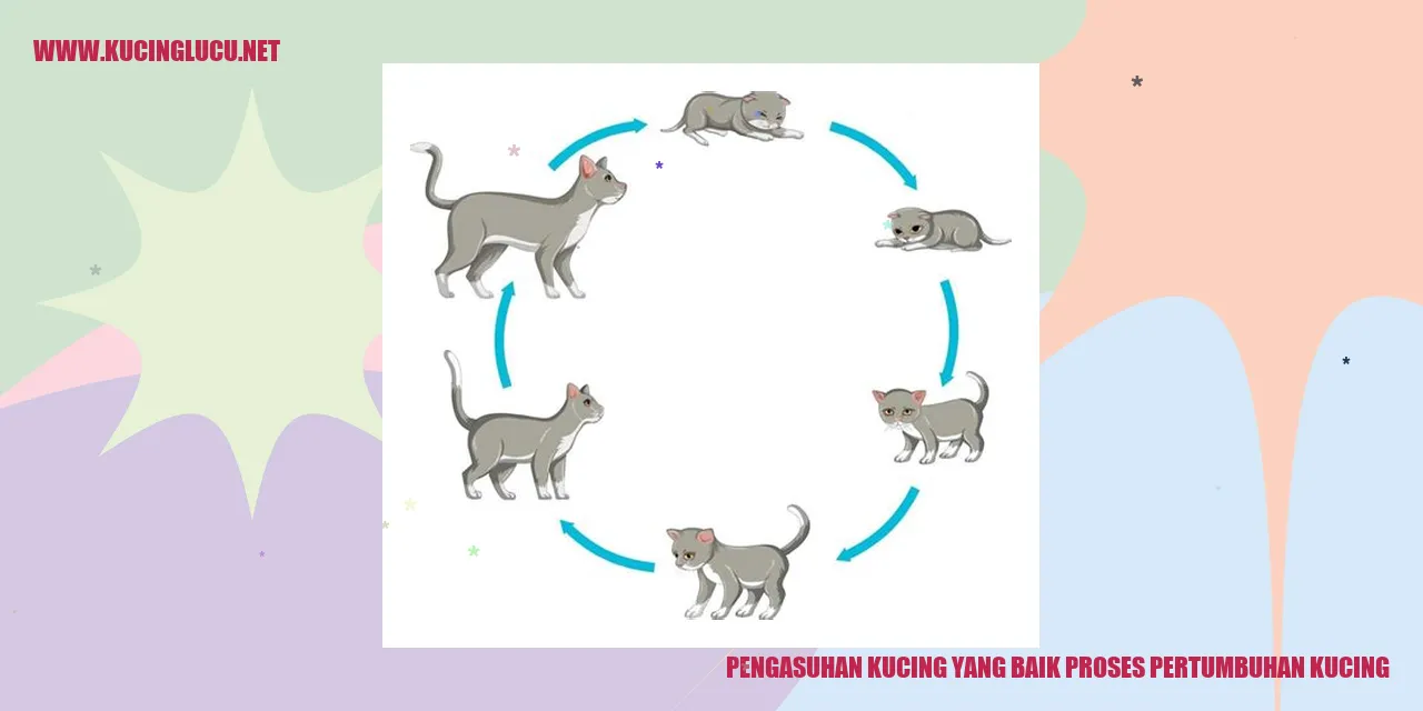 Pengasuhan Kucing yang Baik proses pertumbuhan kucing