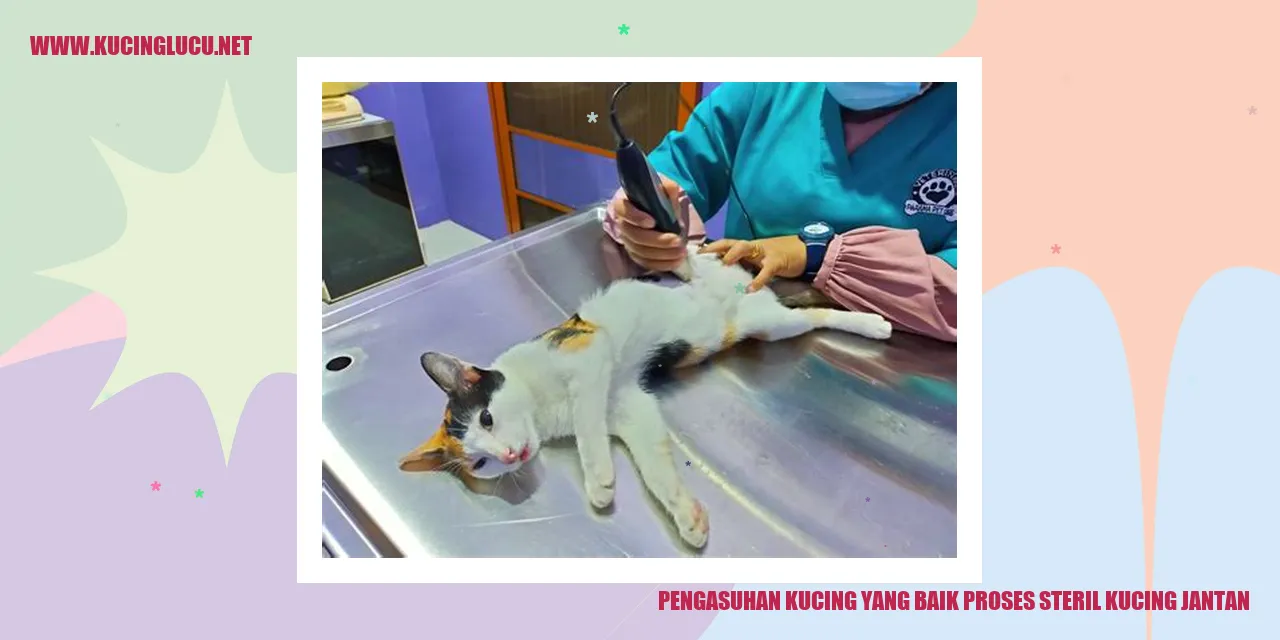 Proses Steril Kucing Jantan
