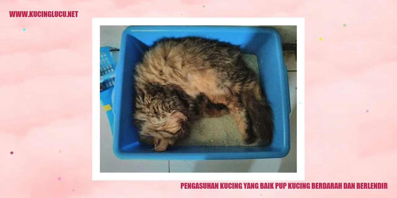 Gambar Kucing