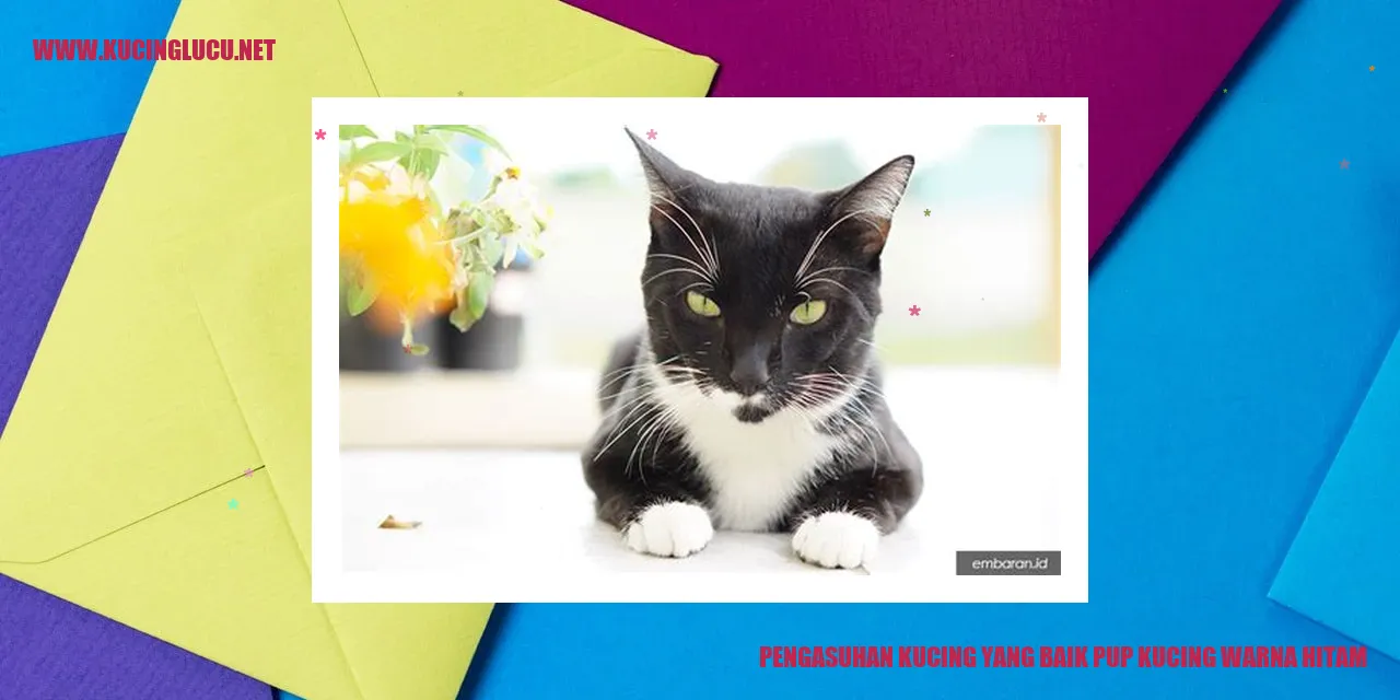 Gambar kucing warna hitam