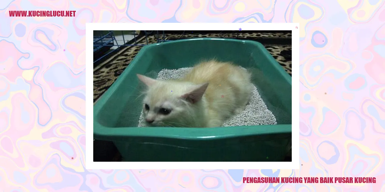 Gambar Kucing Pengasuhan yang Baik