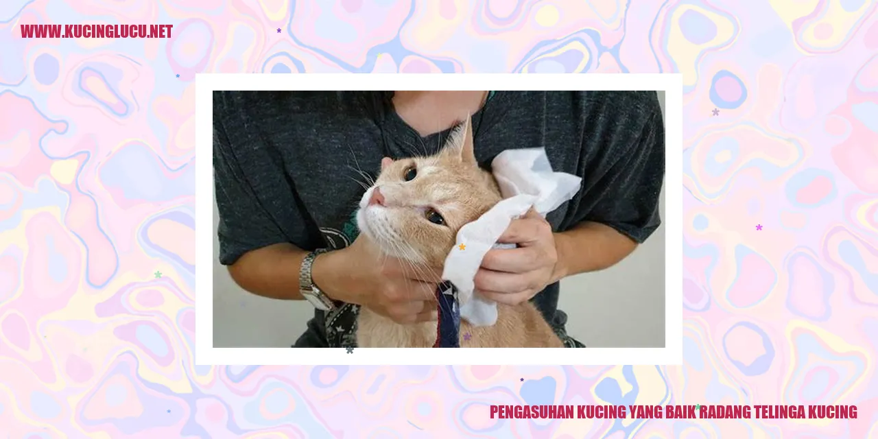 Gambar Kucing Lucu