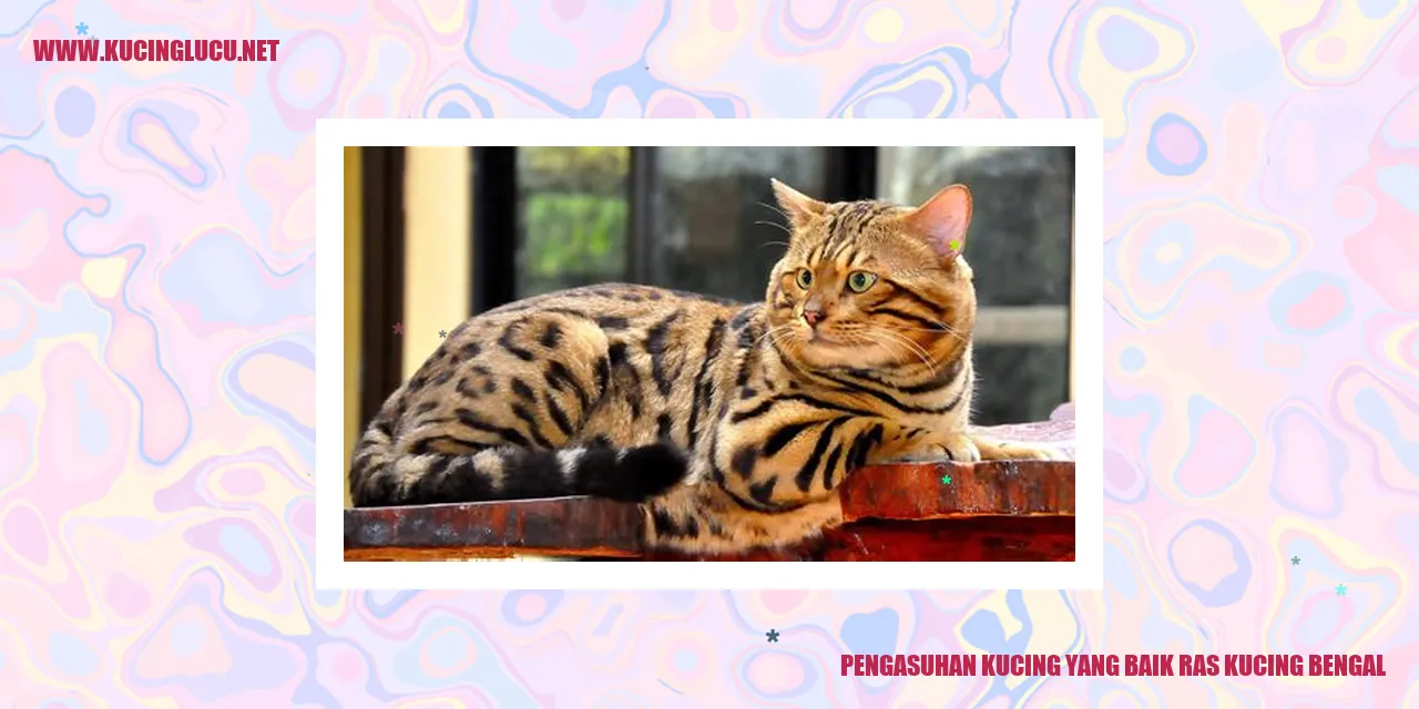 Kucing Bengal Bermain