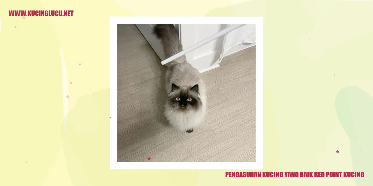 Kucing red point