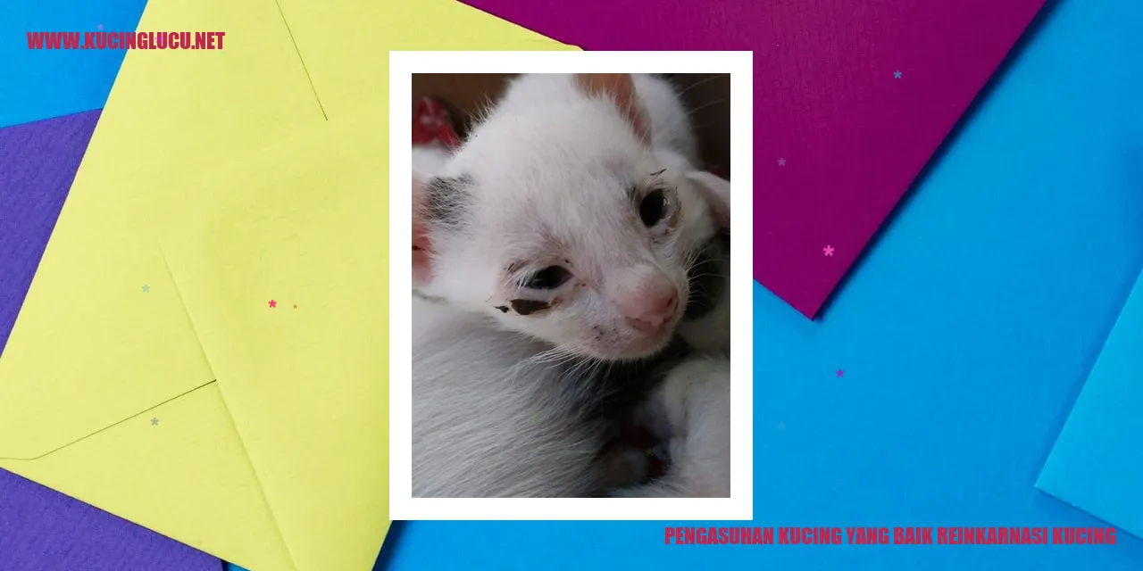 Kucing Lucu