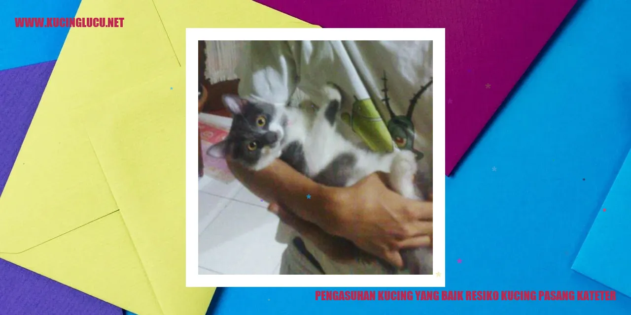 Pengasuhan Kucing yang Baik resiko kucing pasang kateter