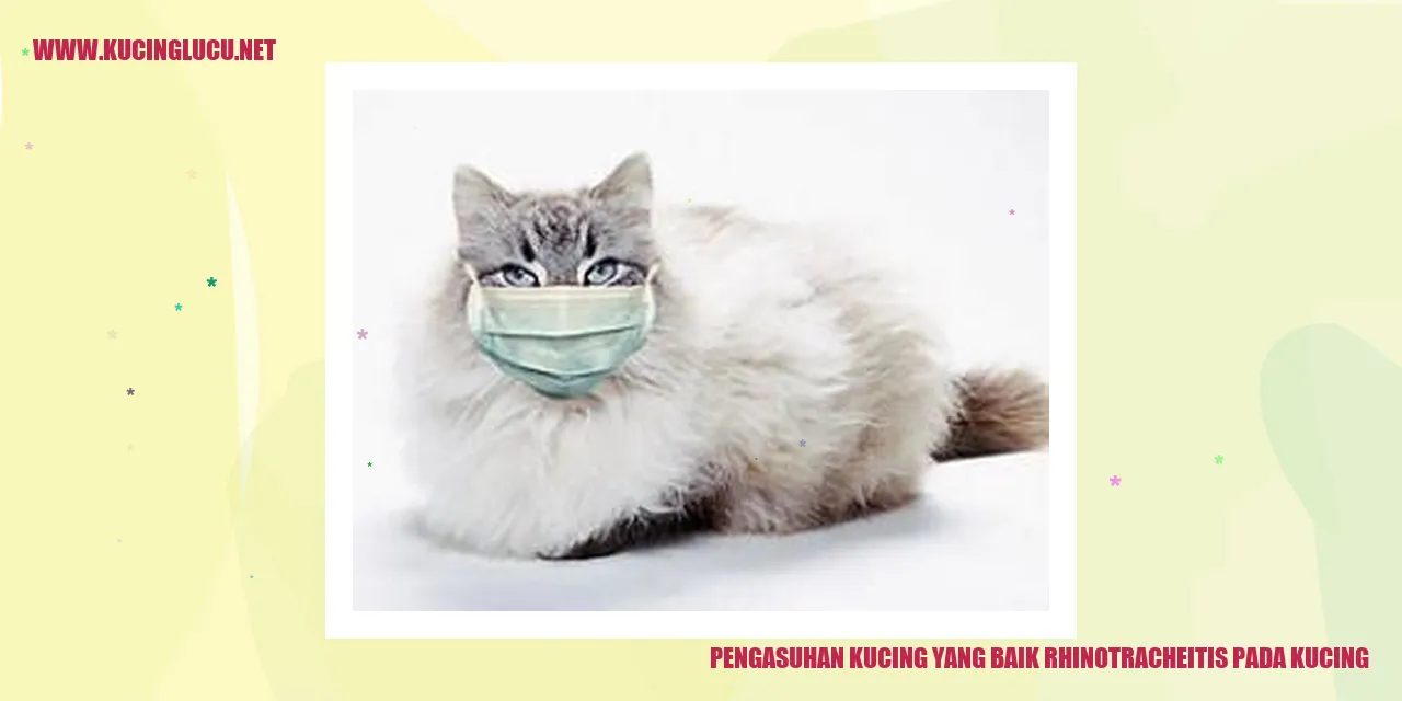 Kucing yang sehat