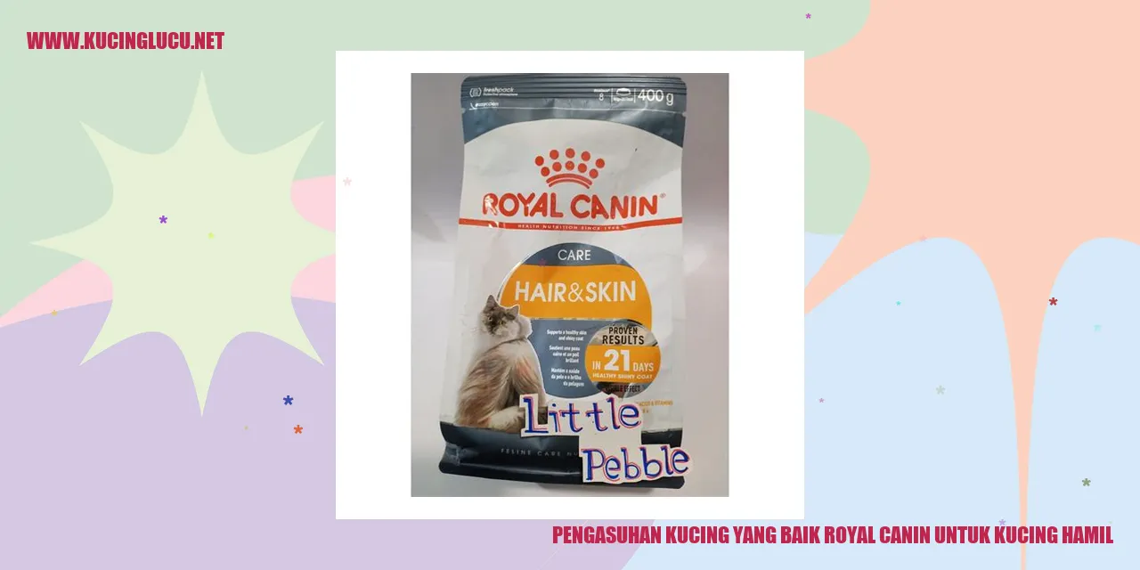 Gambar kucing hamil