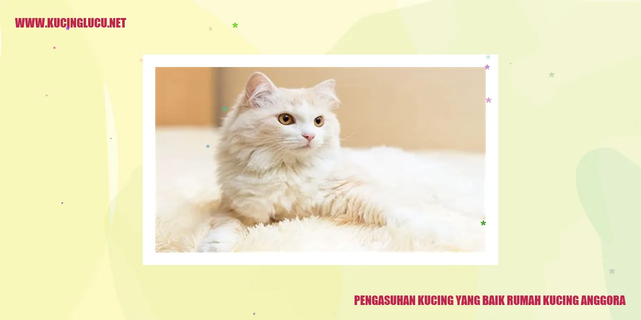 Kucing anggora
