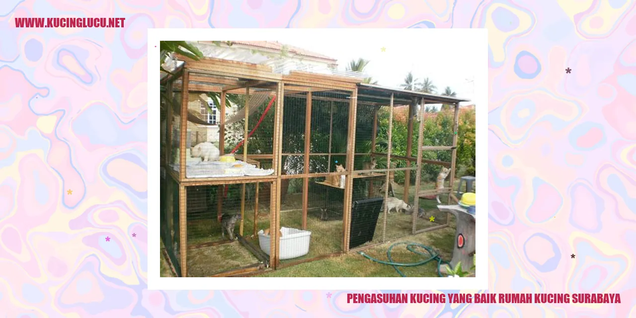 Kucing dalam lingkungan yang baik di Rumah Kucing Surabaya